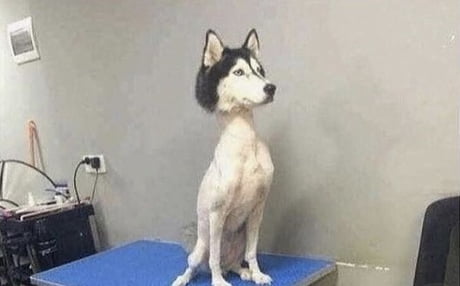 Husky groomer deals