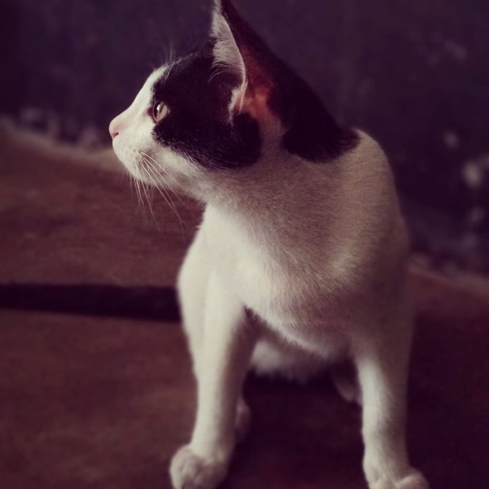 This cat poses better than all of you