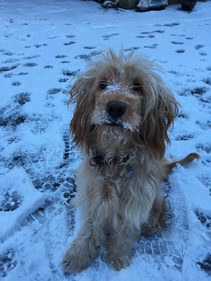 Rare beardedboye found in the wild