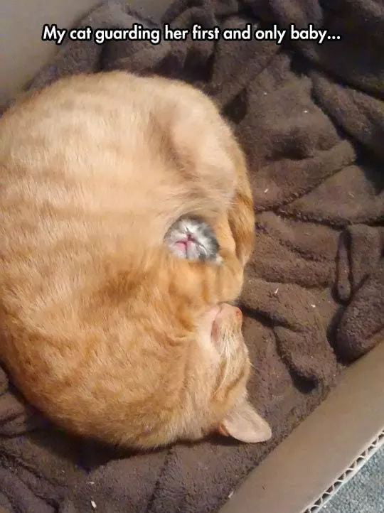 Cutest thing I've seen in a long time