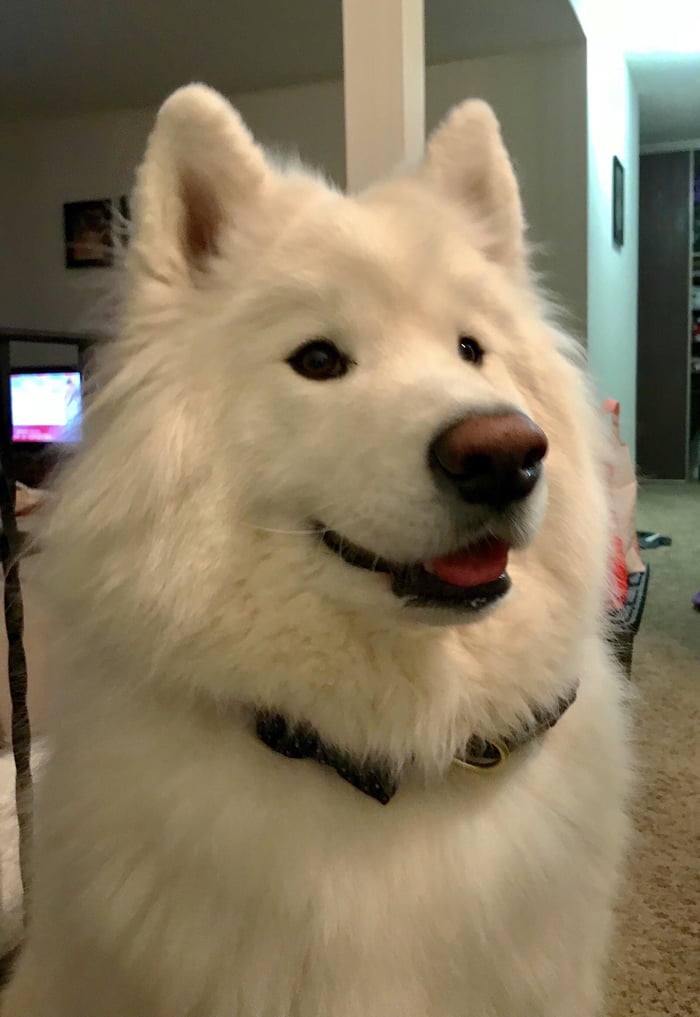Archie turned 3 yrs old yesterday!