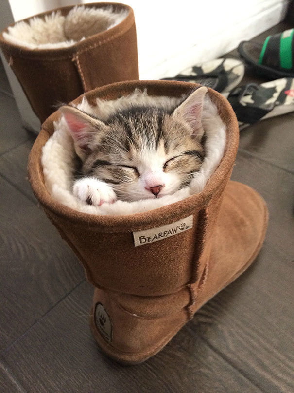 KItTeN dRoWnS iN bOoT
