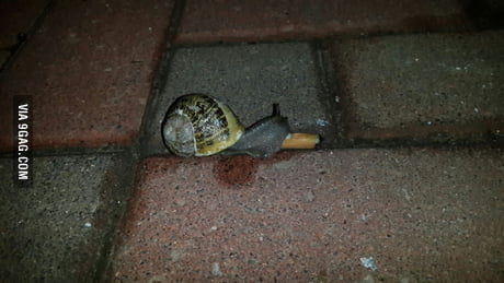 snail smoking a cigarette Found a snail smoking a cigarette