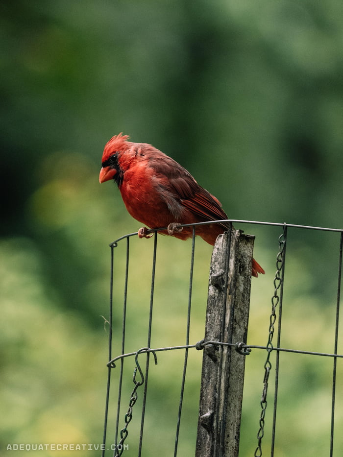 Beautiful red cardinal perched on a fence - 9GAG