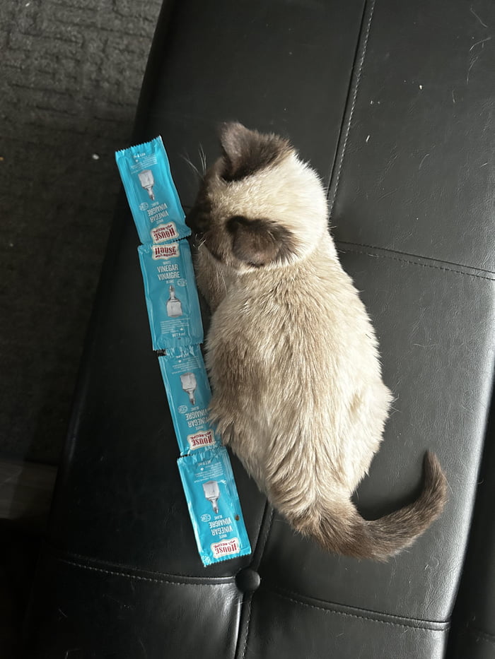 A smol has been confirmed, 4 sauce packets 9GAG