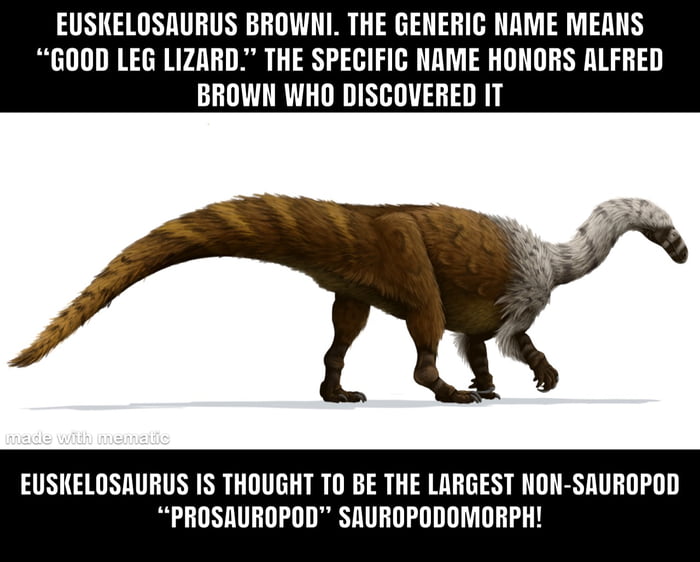 Picture not mine. Euskelosaurus retained the graviportal limb