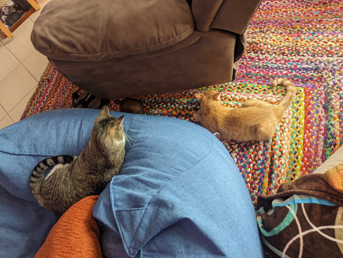 New cat trying to introduce himself to the house turtle with old friend