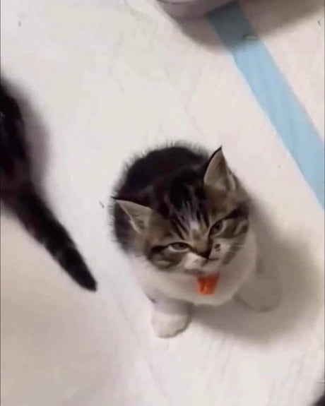 mean cat gif