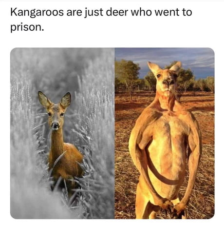 funny kangaroo meme