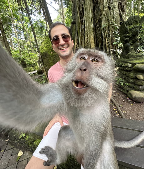 Monkey Selfie  Know Your Meme