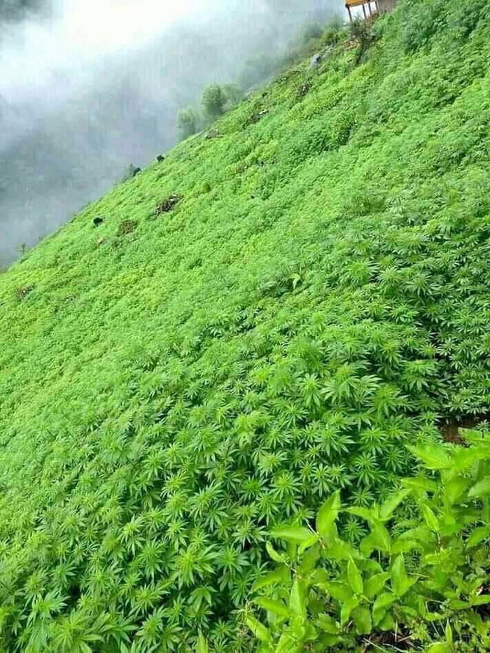 Cannabis growing naturally in the Himalayas