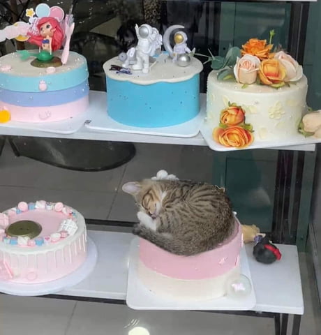 10 Cake Bakers in Malaysia That Cater to Furkids - The OMG