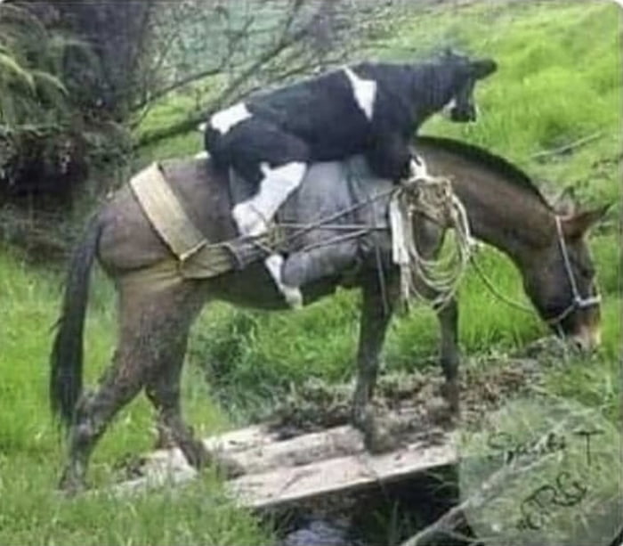 The mighty cow-cowboy