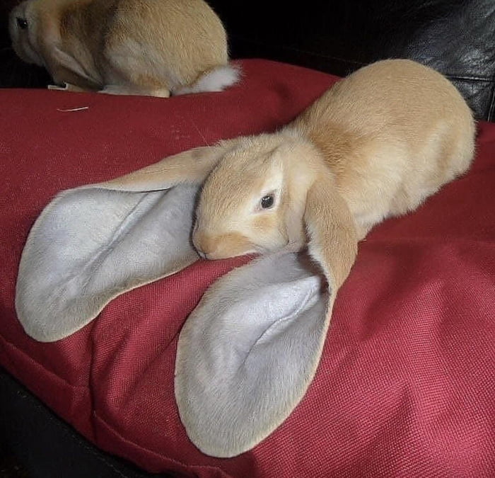Big Ear