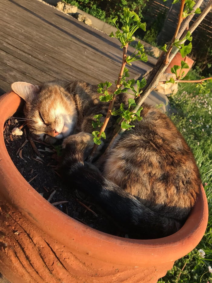 Just watered my plant :)