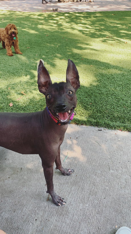 the xoloitzcuintli quetzal