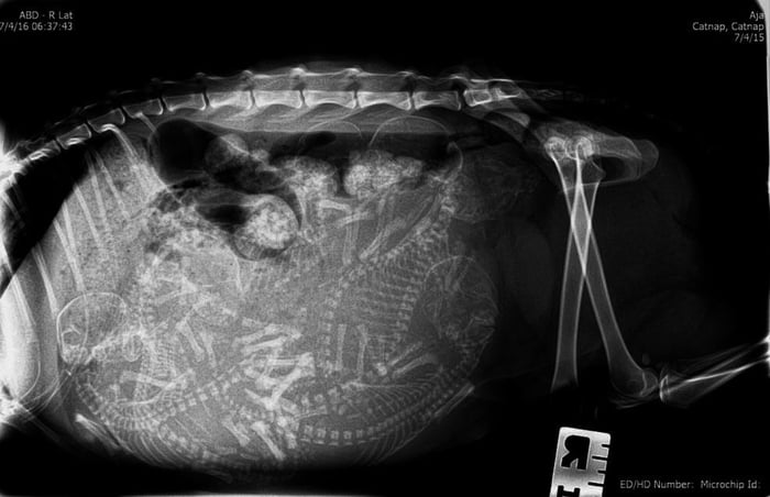 X Ray Of A Pregnant Cat 9gag