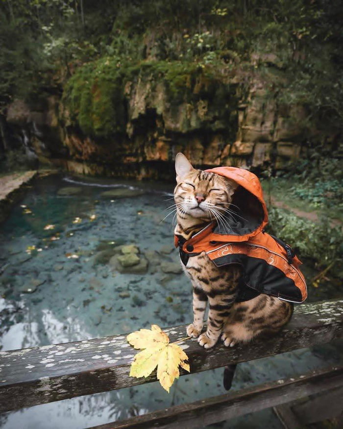 Just a cat in a raincoat