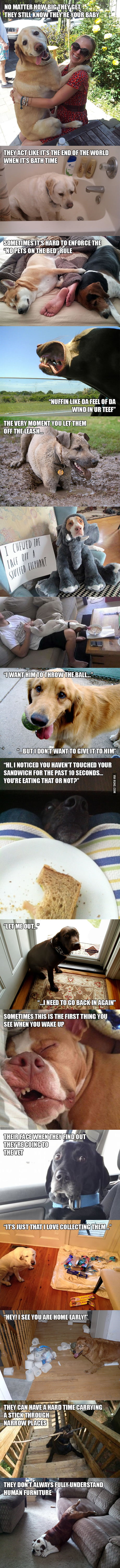 Hilarious Struggles Only Dog Owners Will Understand