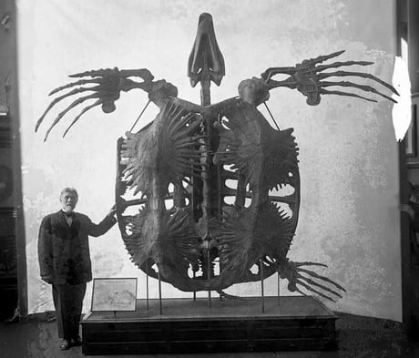 The Skeleton Of Archelon Ischyros The Biggest Turtle That Has Ever Lived It Measured 15 Feet From Head To Toe And Weighed Almost 5 000 Lbs 9gag