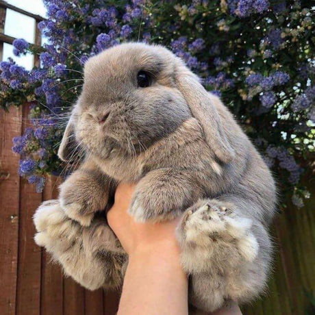 Fluffy rabbits are so cute! - 9GAG