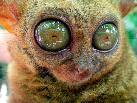 Philippine Tarsier's have the largest eye-to-body size ratio of all mammals  - 9GAG