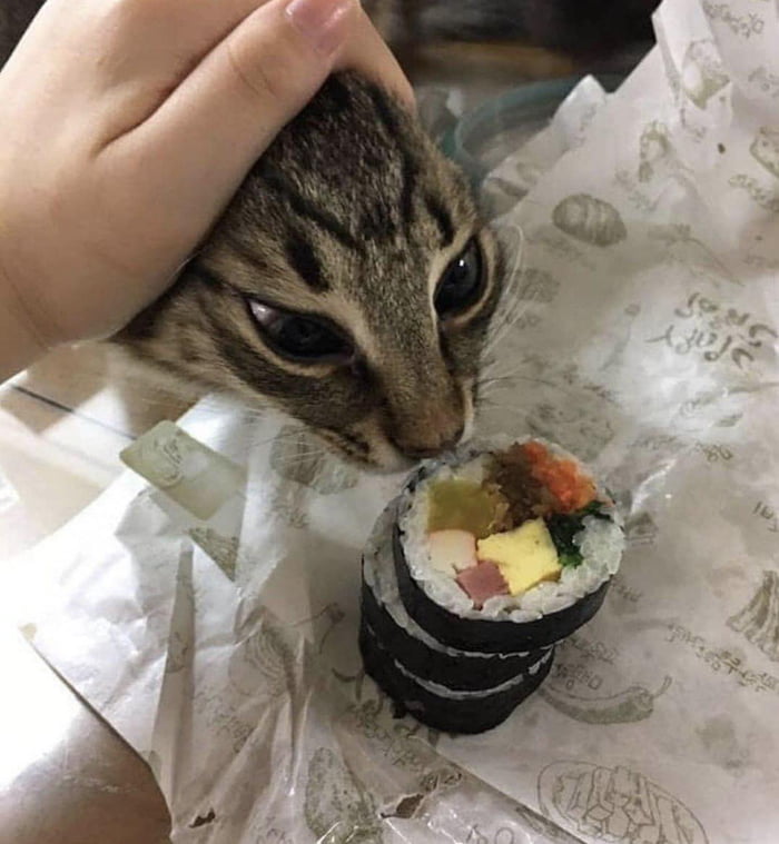 Cat Wants Some Food 9GAG