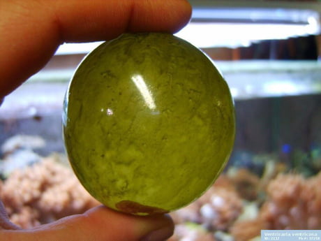 Bubble algae is the largest cell in the world. Around 800x larger than an animal  cell - 9GAG