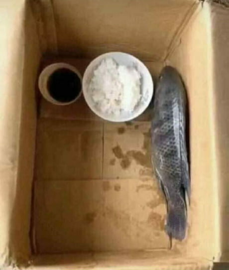 fish eat rice