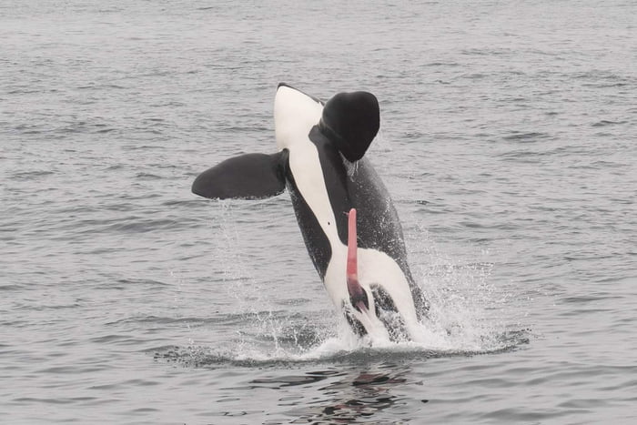 Free Willy 9GAG