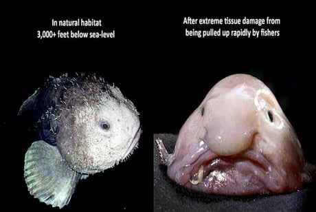 Blobfish with and without water pressure - 9GAG