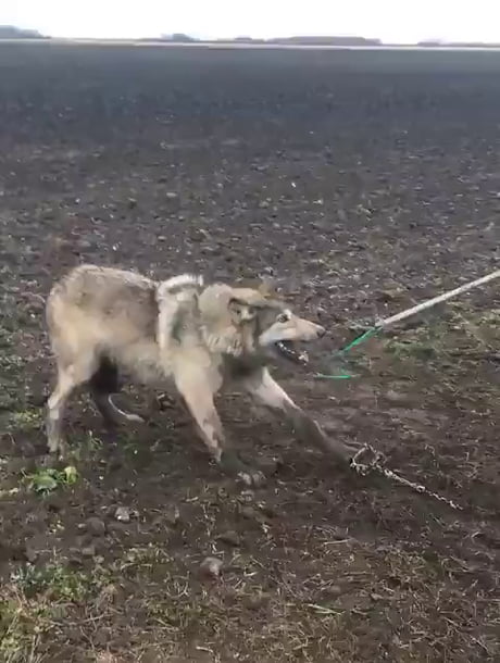 Big pupper