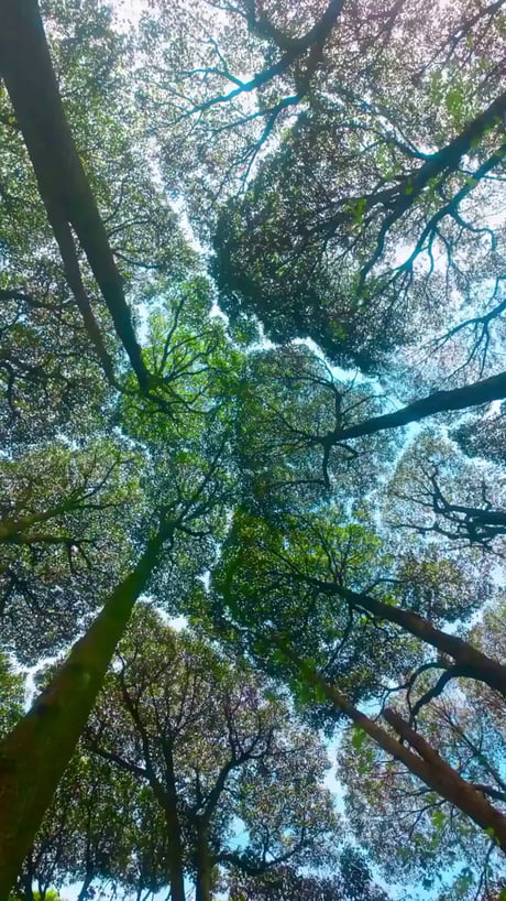 The incredible crown shyness phenomenon, where trees respect each other's personal space