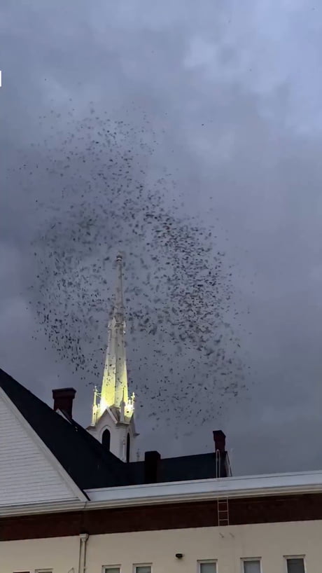 Around 4,000 of the tiny winged creatures gathered above the church before disappearing into the brick chimney for the night.