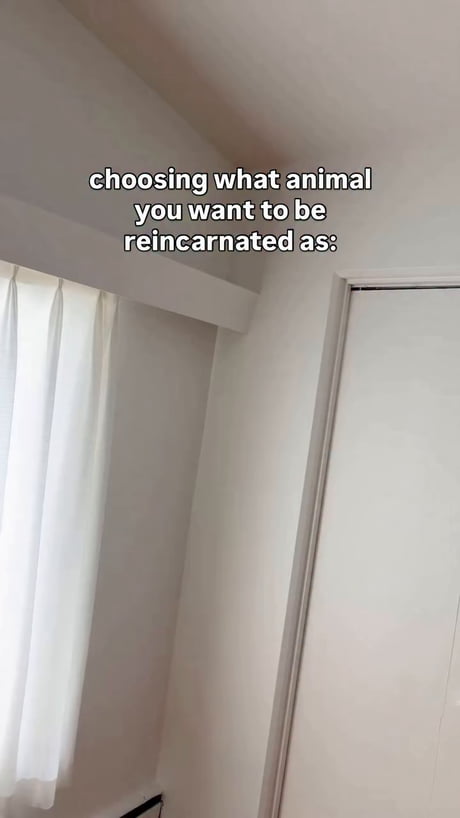 What animal you choosing?