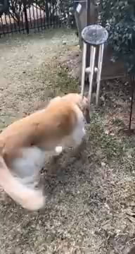 Doggo singing with wind chimes will keep all the propaganda away