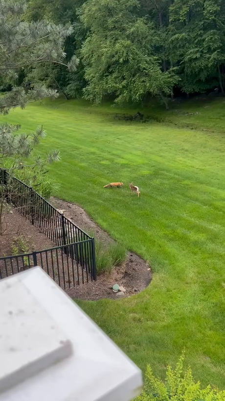 Fox vs Fawn