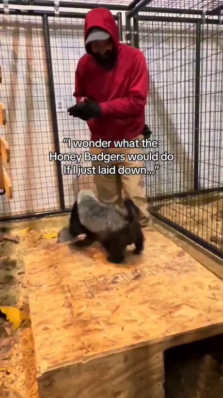 These things fight lions. And WIN.