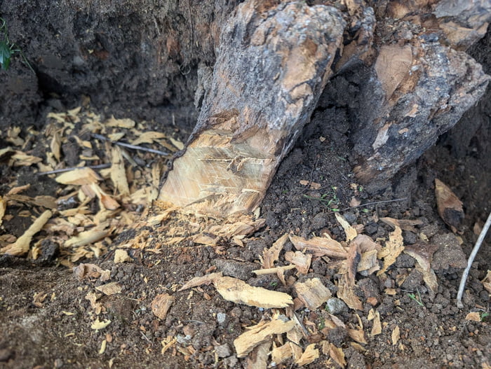 Fu*k kinda wood is this? Tree cut 15 years ago and stump is hard as fu*k