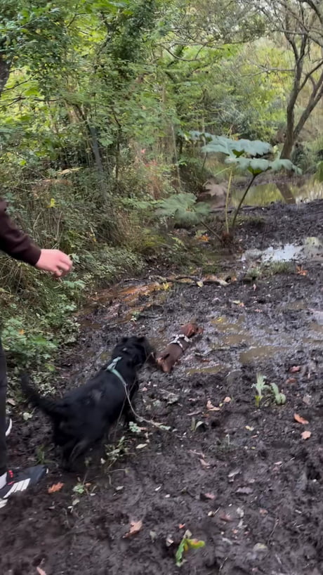 He was enjoying it way too much, his tiny little tail was like a windscreen wiper