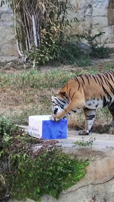 It's in their DNA (=╹ᴥ╹=)....