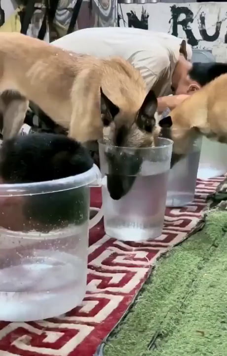 Belgian Malinois dog knows when her friend is cheating