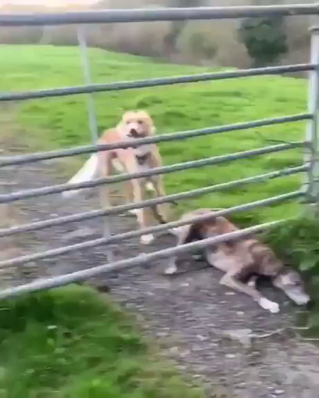 Flying dog