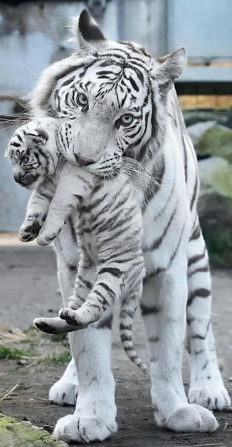 Friend shaped. Also the little one.