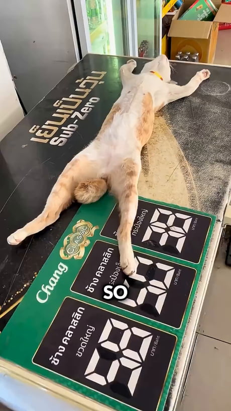 Cat getting violated
