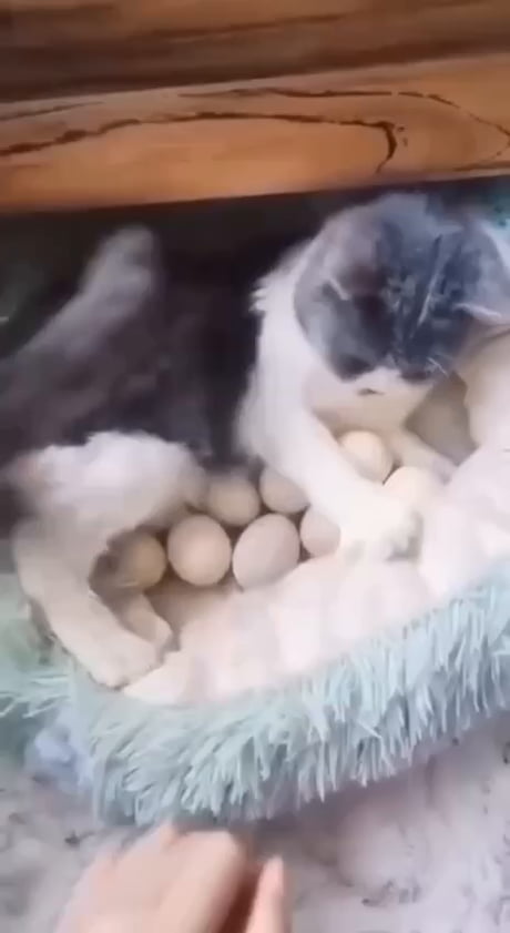 The cat weeded the chickens