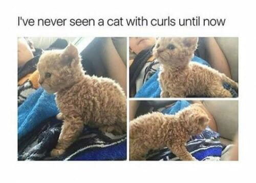 Curly kat