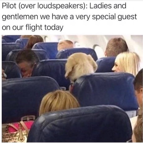 Best Funny flight Memes - 9GAG