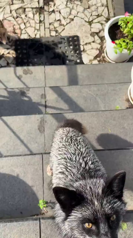 2 kind of Foxes