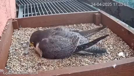 Birb flip